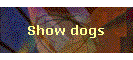 Show dogs